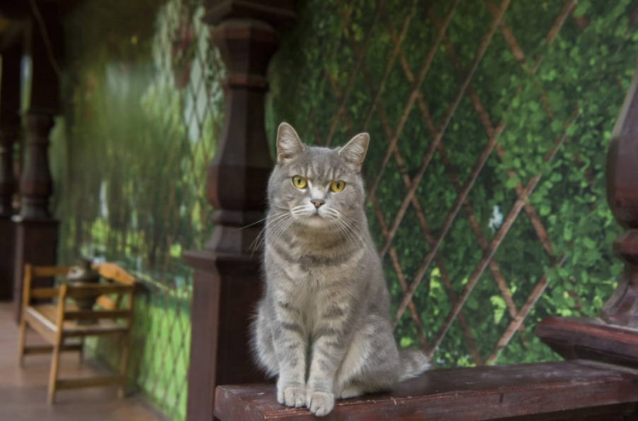 Эти культтурные коты живут только в Астрахани