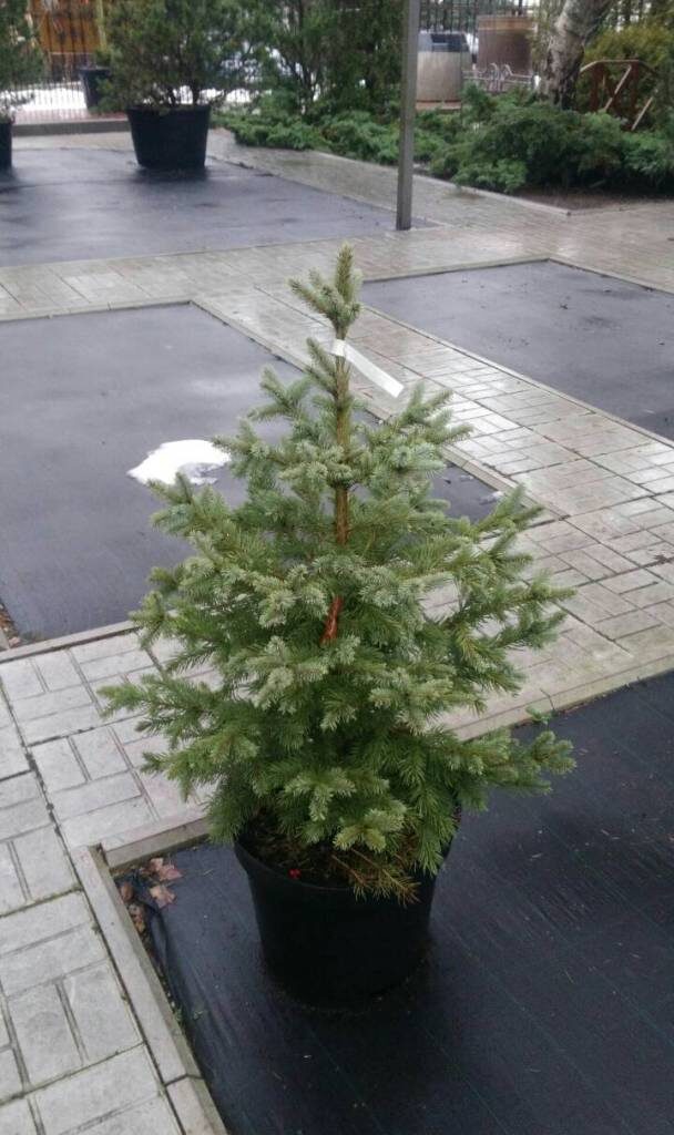 Маленькой ёлочке холодно зимой! Фото из архива Админа :)