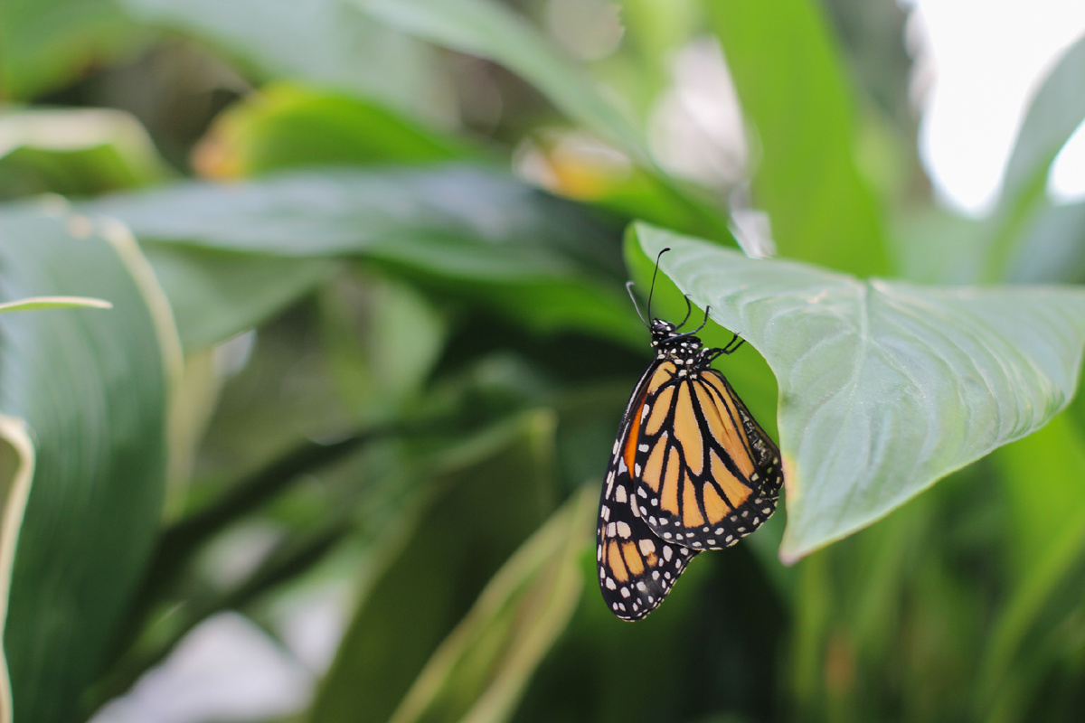 Данаида монарх (Danaus plexippus) в Парке бабочек Paradise