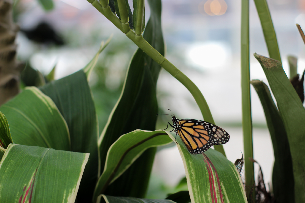 Данаида монарх (Danaus plexippus) в Парке бабочек Paradise