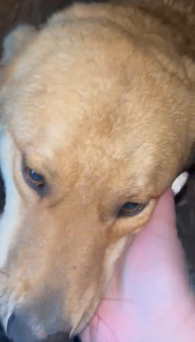 Эти глаза…