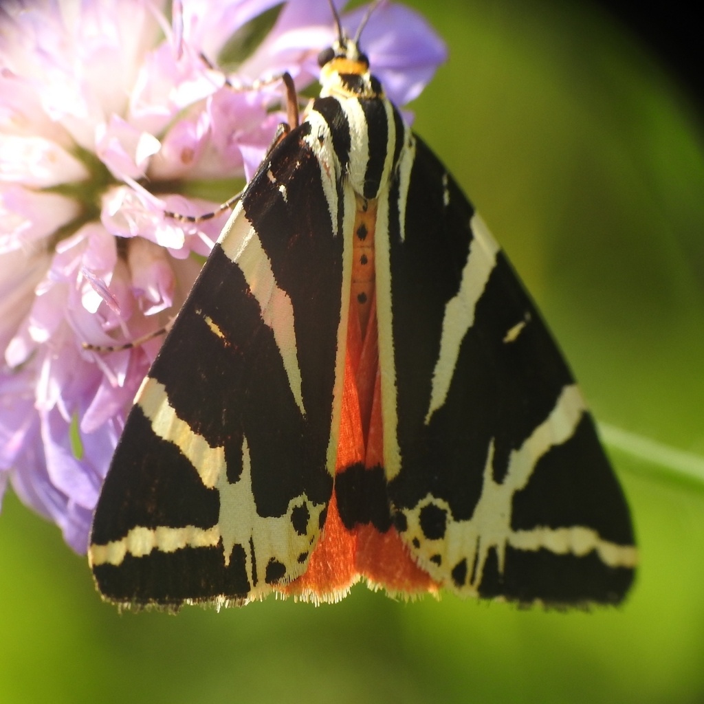 Оливье Морель – Медведица четырёхточечная (Euplagia quadripunctaria), 2021 г.