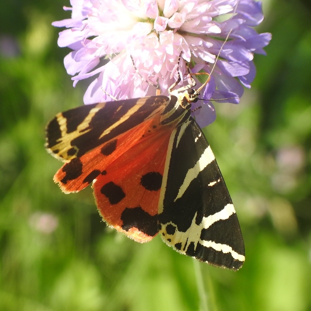 Оливье Морель – Медведица четырёхточечная (Euplagia quadripunctaria), 2021 г.