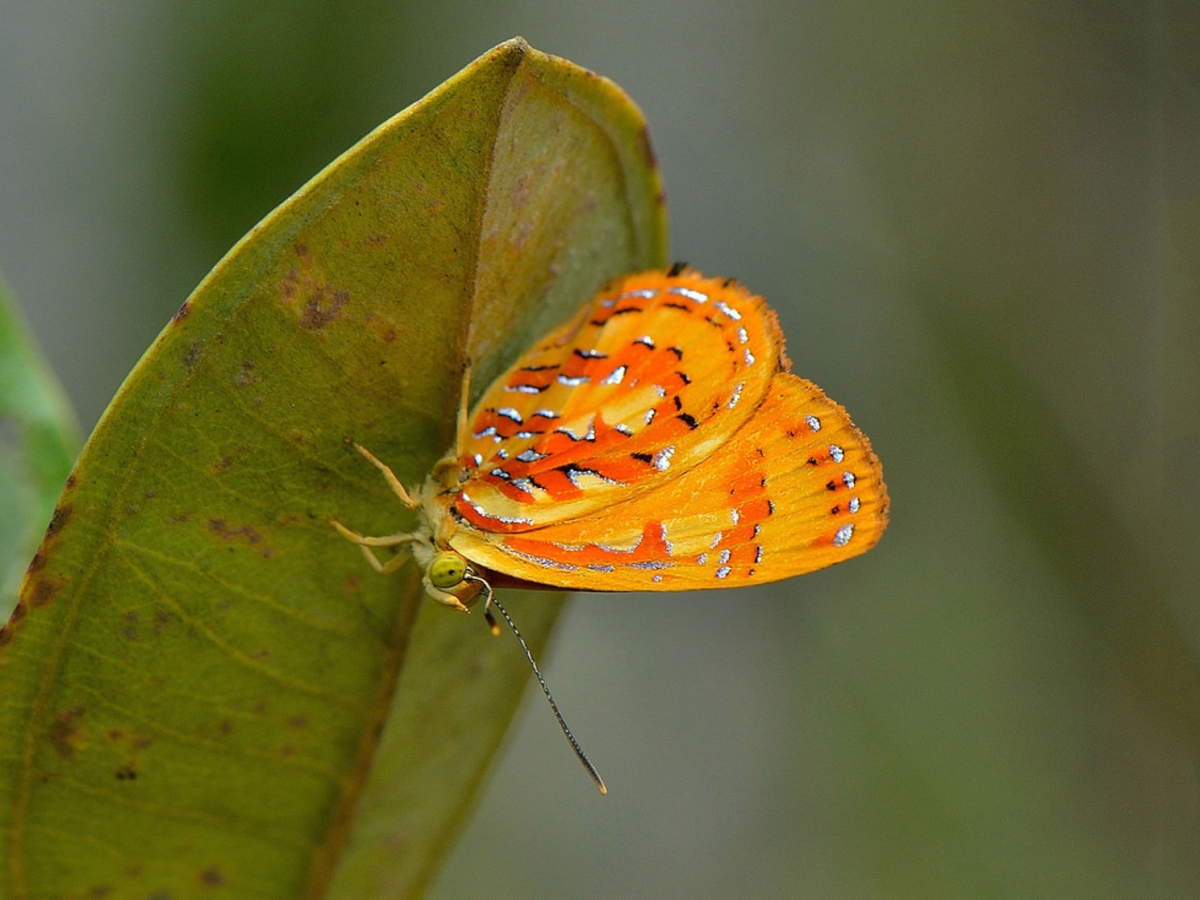 Yi-Kai Tea – Hypochrysops coelisparsus, 2012 г.