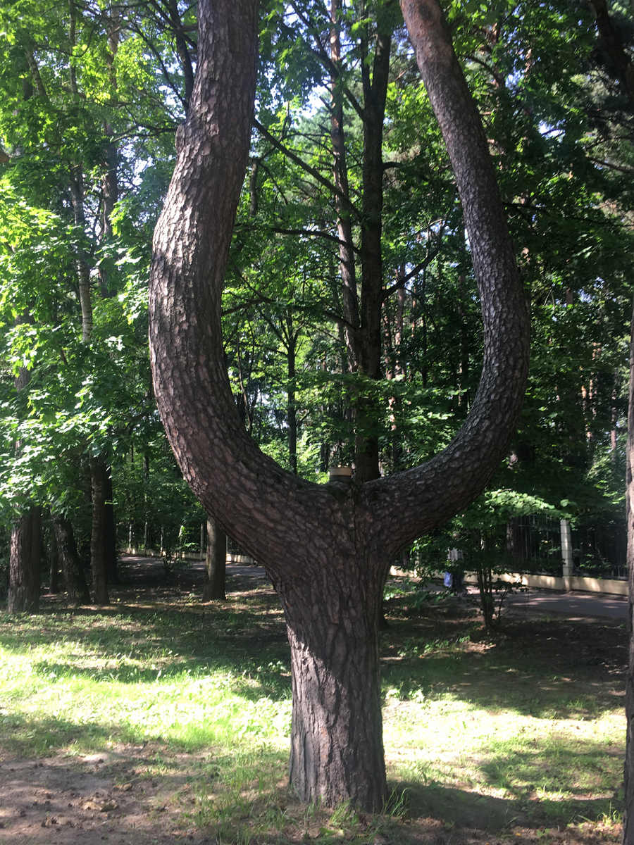 Сосна «Лира»