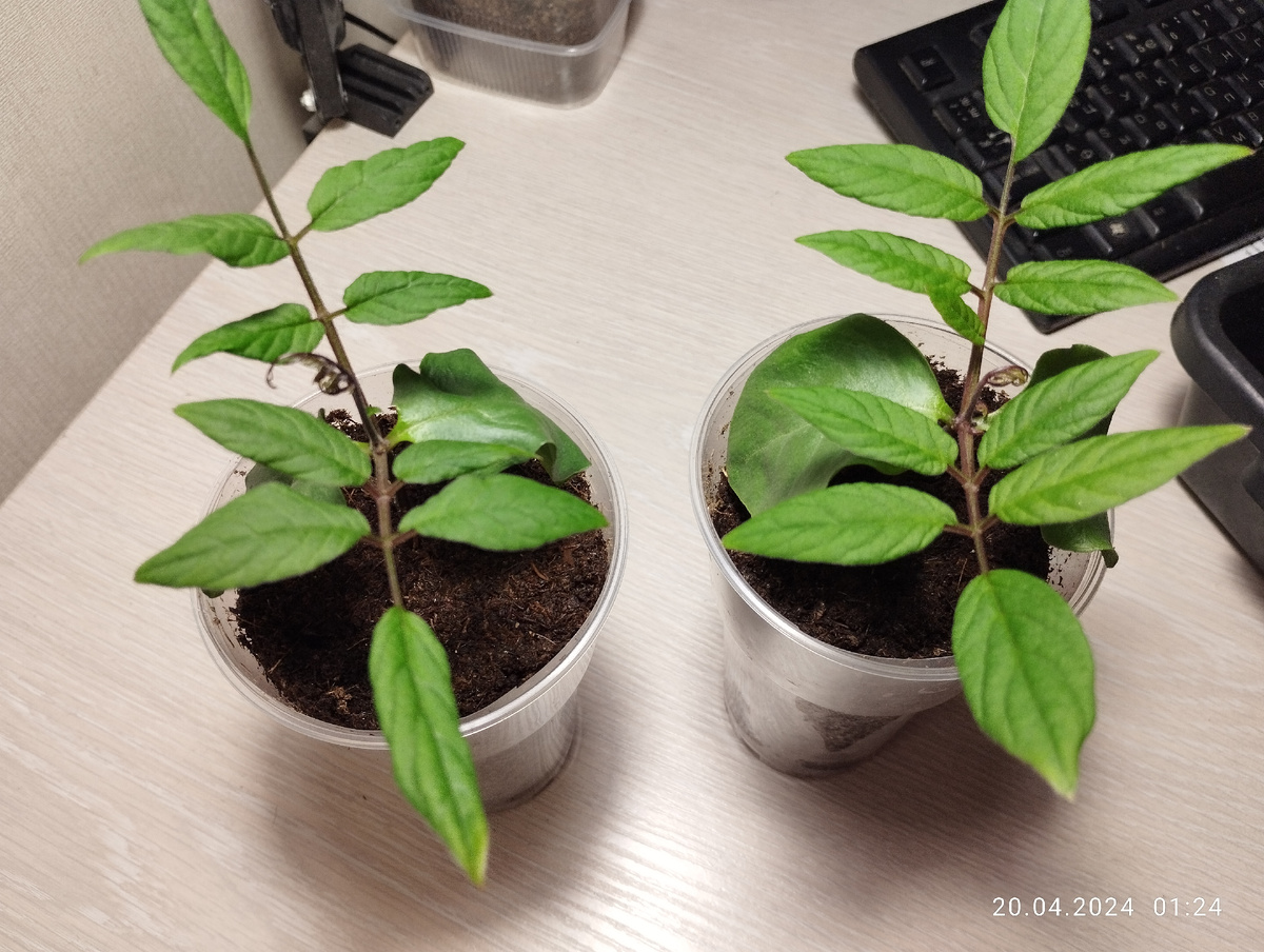 Рассада кобеи после пикировки