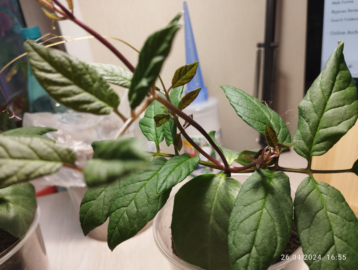 Кобея перед обрезкой