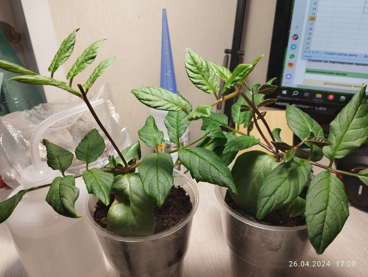 Кобея после обрезки