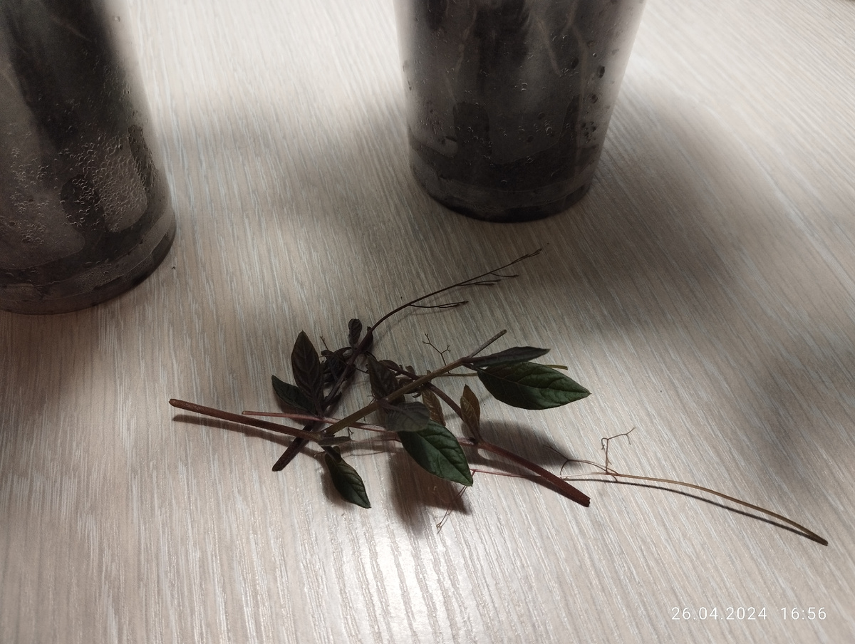 Обрезанные побеги