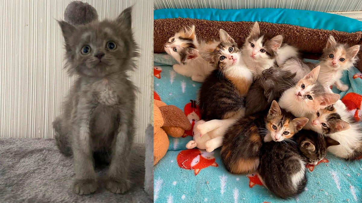    Серого бездомного котенка быстро приняли в семью