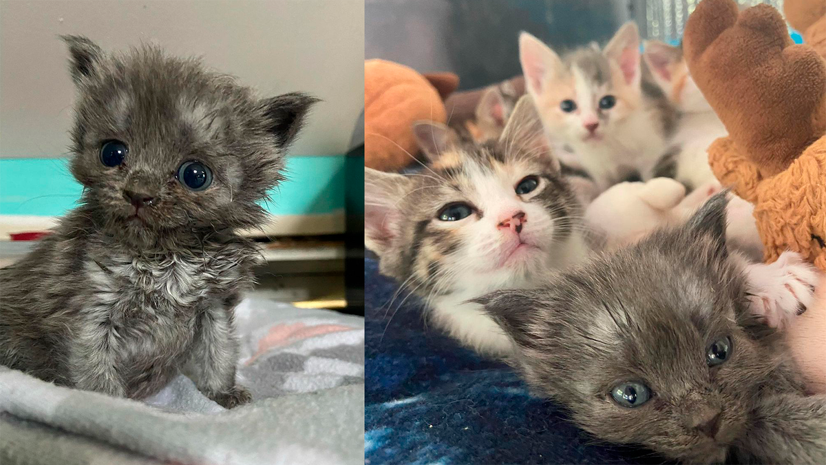    Мама-кошка Лола полюбила Баффи как своего