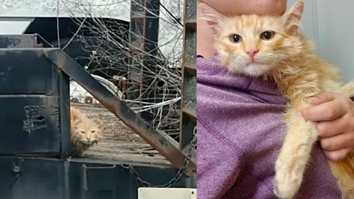    Грязного и голодного малыша спасли из грузовика с мусором