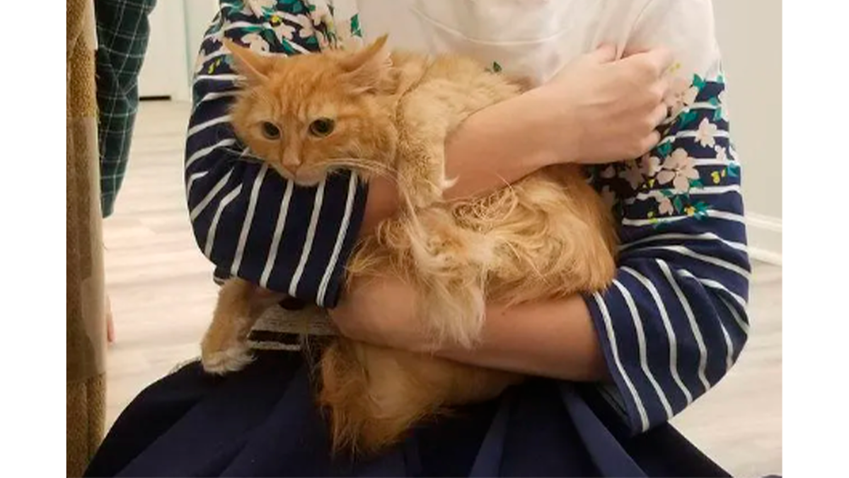    Раффи быстро потеплел к своему спасителю