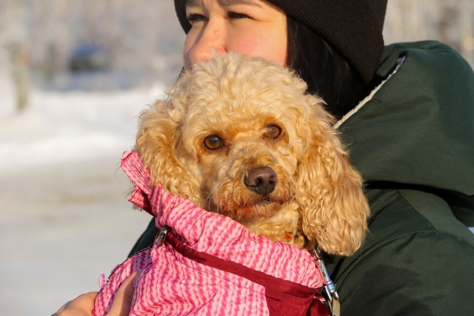    Выездная регистрация собак в поселке Центральном. Источник: Виталий Барабаш
