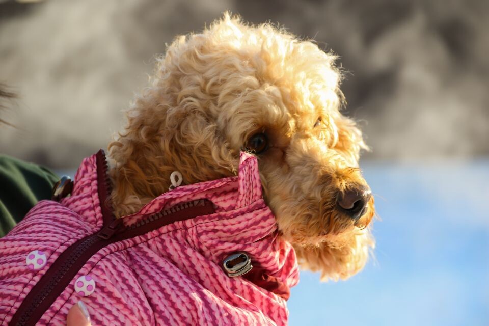    Выездная регистрация собак в поселке Центральном. Источник: Виталий Барабаш