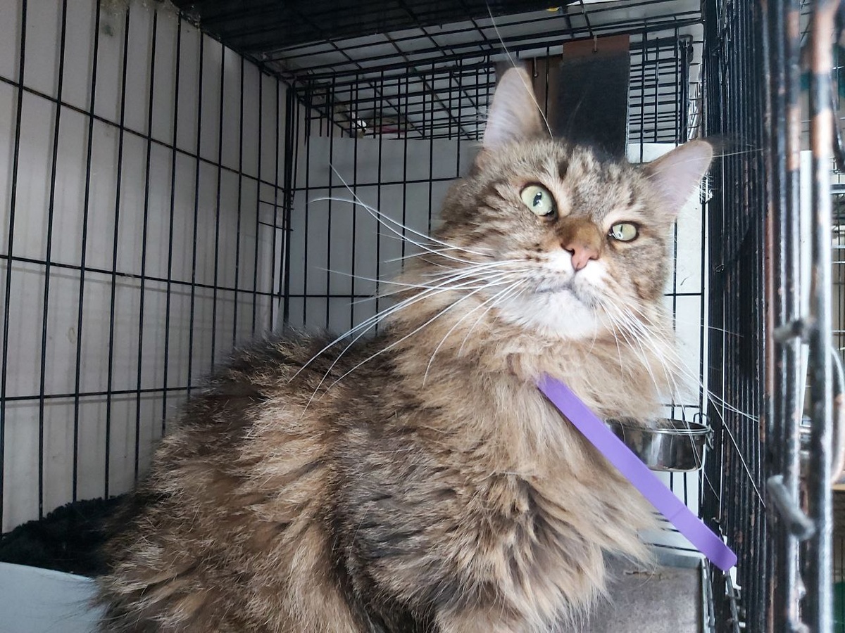 Кошечка Милана, 6 лет. Она прекрасна.