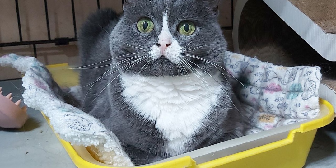 Когда кошечки становятся роскошными