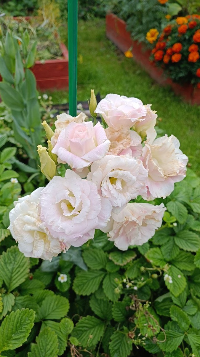 Эустома мой любимый цветок, хоть и требует чуть больше времени на выращивание 