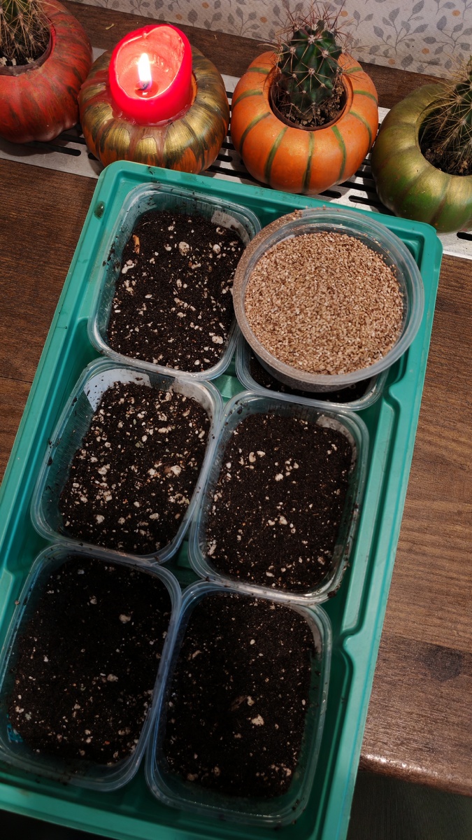 Заполняю ёмкости с отверстиями грунтом 