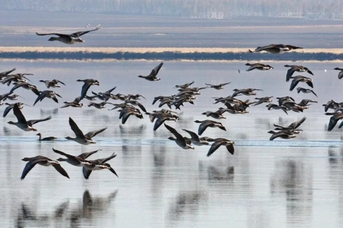    Численность стай стабильна, что свидетельствует о неизменно благоприятной экологии региона.