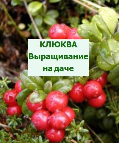 выращивание клюквы