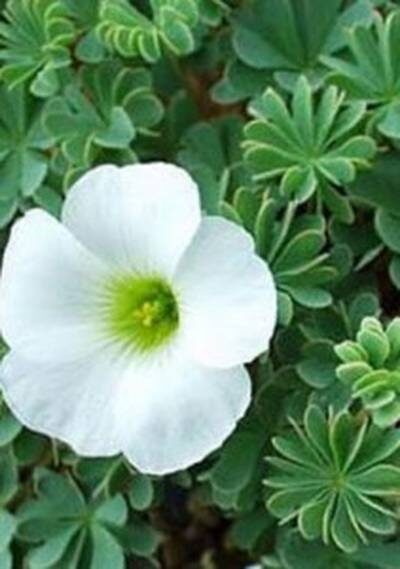 кислица девятилистная