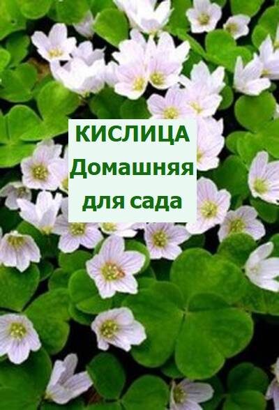 кислица обыкновенная