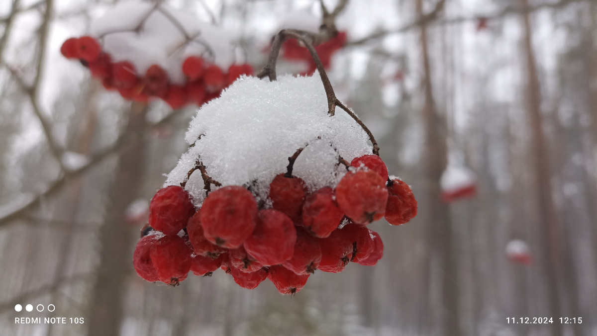 Рябина в лесу. Фото автора.