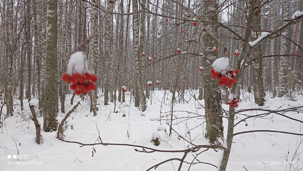 Рябина молодая, тонкая, но имеет красные ягоды. Фото автора.