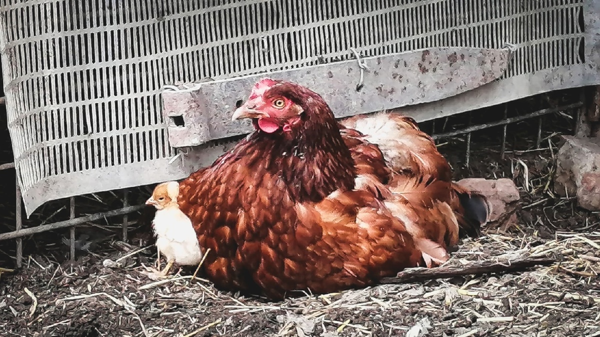     Источник: 1MI