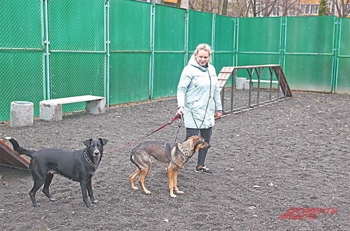    Площадку для выгула собак планируют создать вблизи аэропорта Надыма