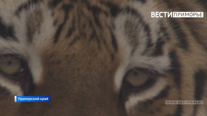    Источник фото: "Вести: Приморье", ФГБУ "Земля леопарда"