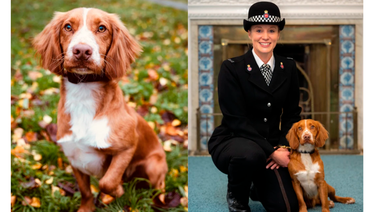    Честер прошел путь от брошенного щенка, оставленного на обочине дороги, до вступления в полицию