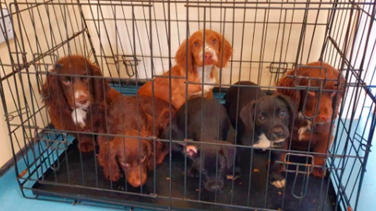    Честера и его собратьев спасли от уличной жизни