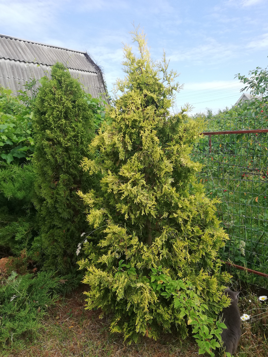 Взрослая туя 'Yellow Ribbon' в июне