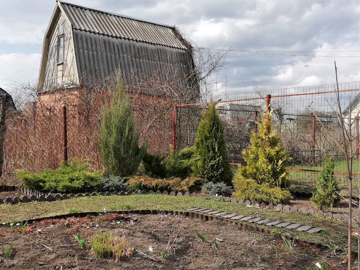 Весна 2019 на даче. Туя 'Yellow Ribbon' справа - в высоту около 1,5 метров