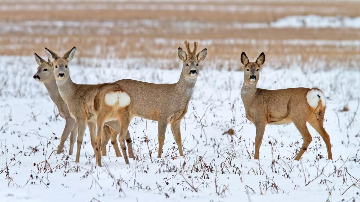     Источник: пресс-служба минприроды Удмуртии