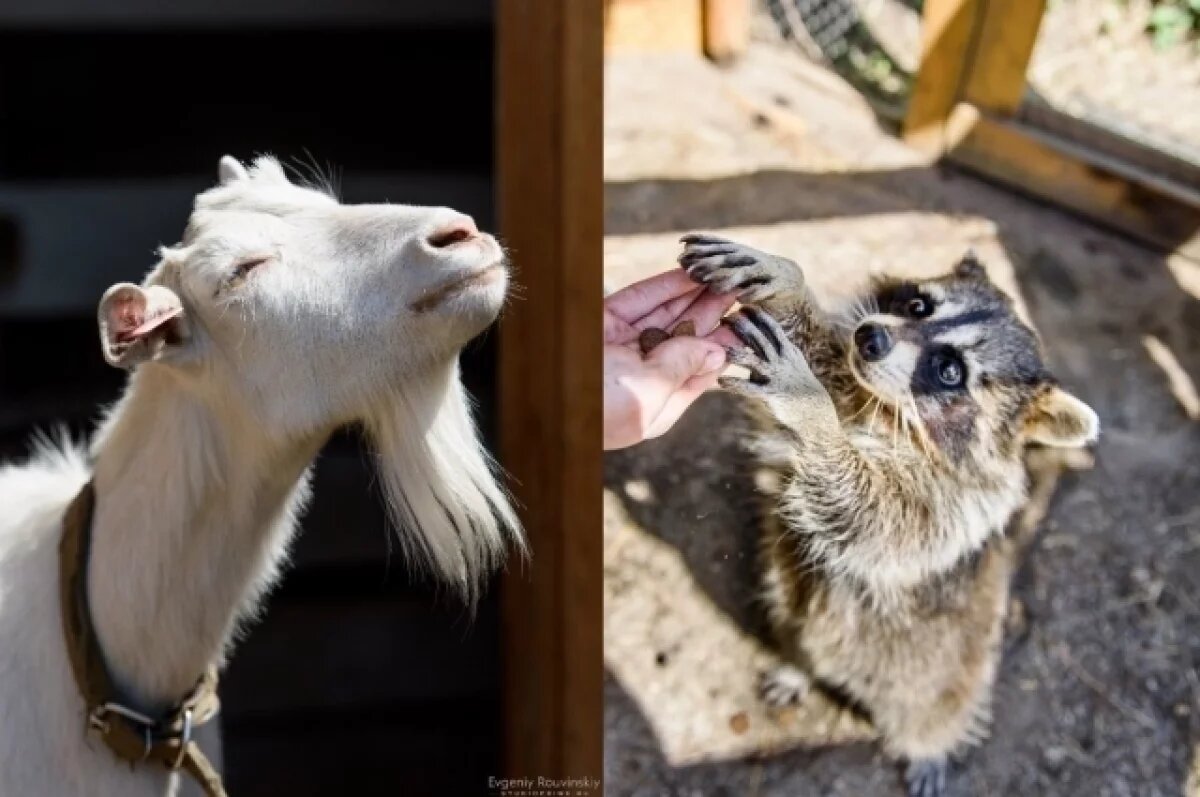    В гости к братьям нашим младшим.