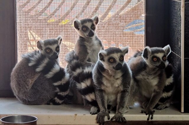    Каждое утро у лемуров начинается с ухода за шерстью. Фото: Иркутский зоопарк