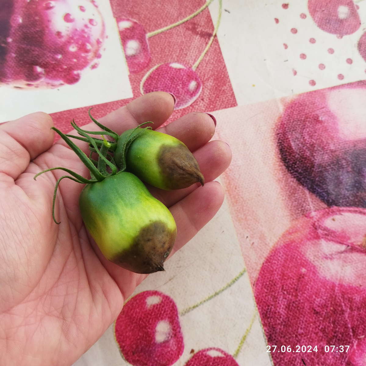 Дата фото 27 июня, сорт Корейский длинноплодный, улица. Грядка с осени не готовилась. Кальция там не было. Результат.