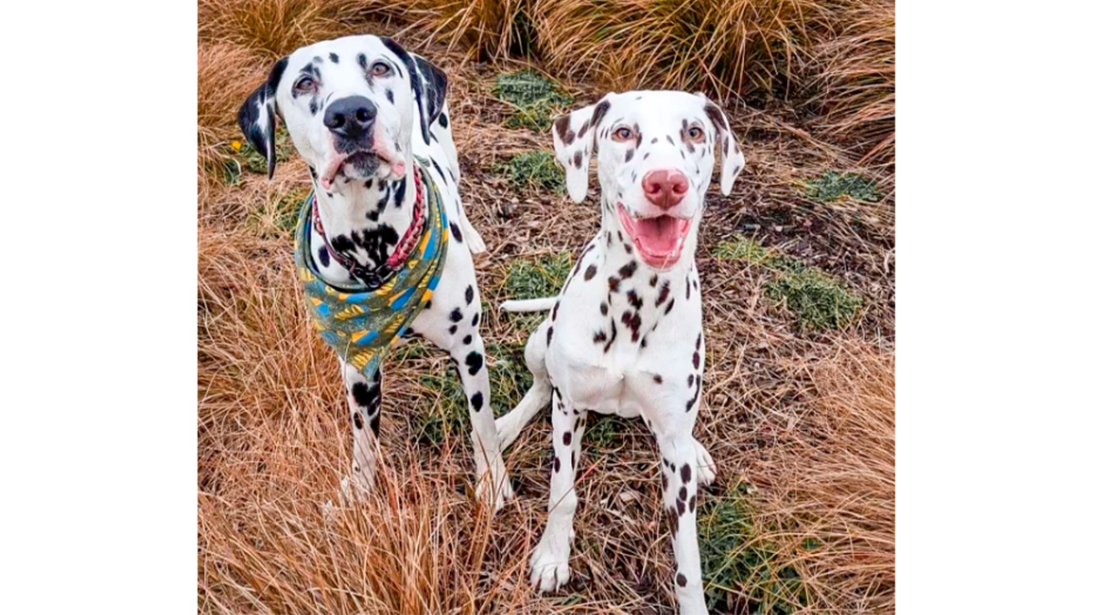    Поппет (слева) была застенчивой и тихой собакой, пока семья не завела Поппи (справа)