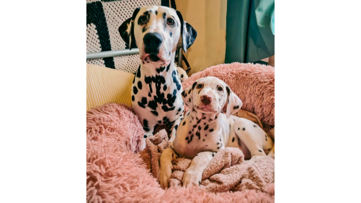    Собаки стали неразлучны с первого дня появления Поппи в доме