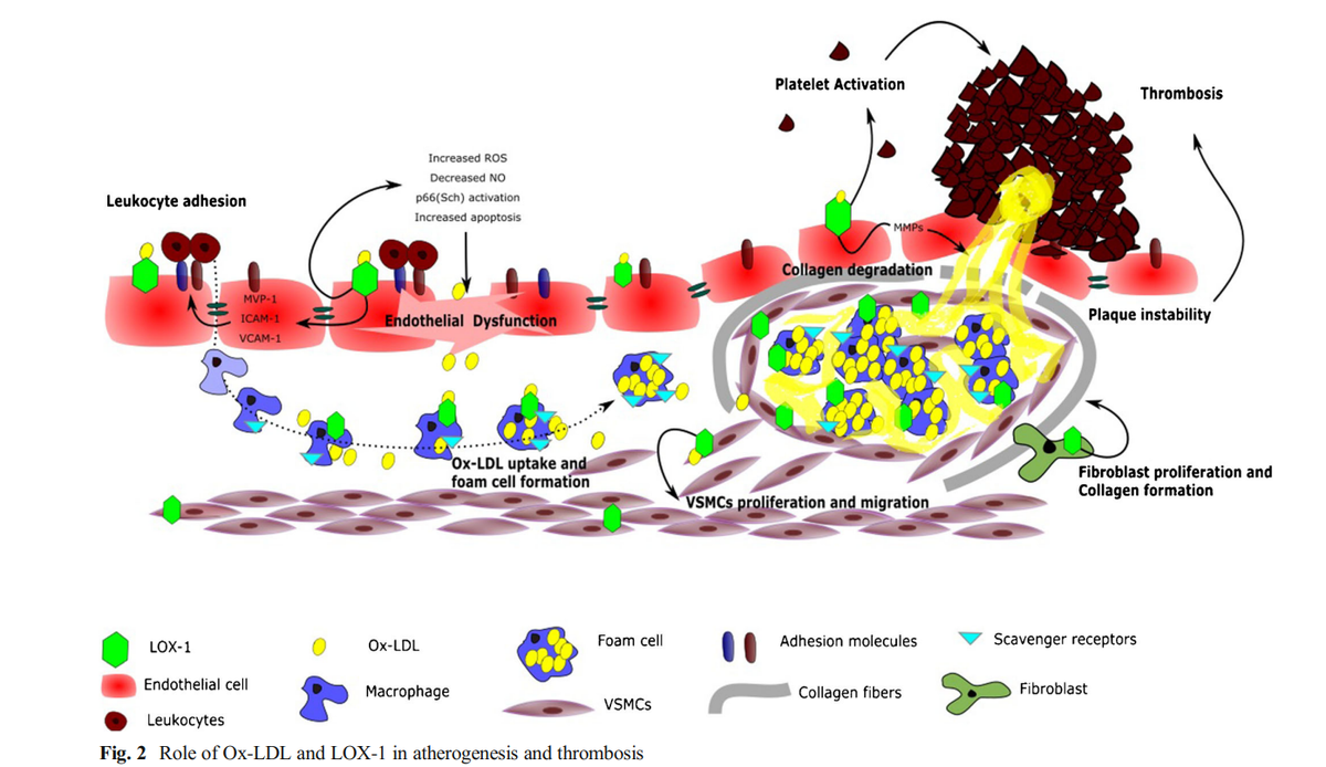 Дисфункция эндотелия и окислительный стресс 