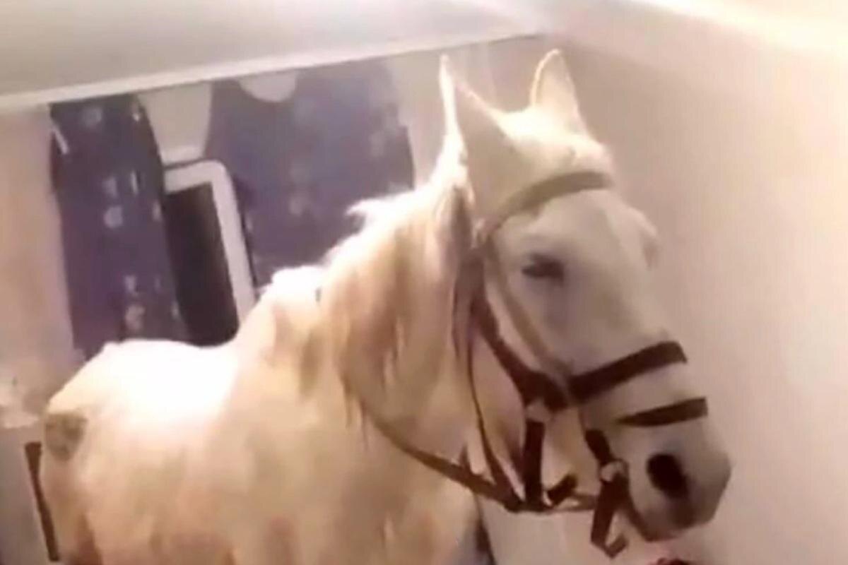 poik142 / Telegram📷В марте житель Кемеровской области попытался впечатлить сожительницу и приехал в квартиру верхом на белом коне. Соответствующие фото появились в местном паблике. На «романтика» составили протокол по статье о хулиганстве.