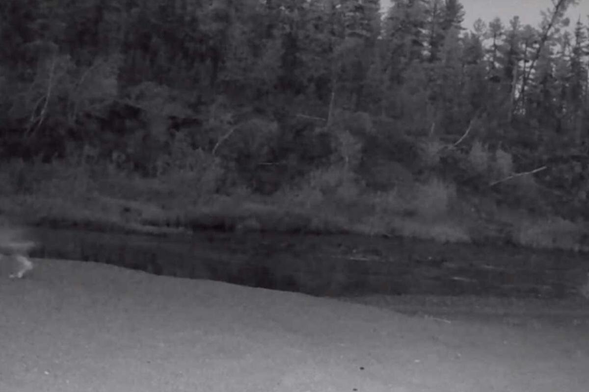 tunguskiy / VK📷В июне 2024 года видеоловушка заповедника «Тунгусский» запечатлела животное, которое не смогли идентифицировать специалисты. Оригинальное видео длится лишь 3 секунды, датчик движения сработал и смог зафиксировать особь только на краю кадра.