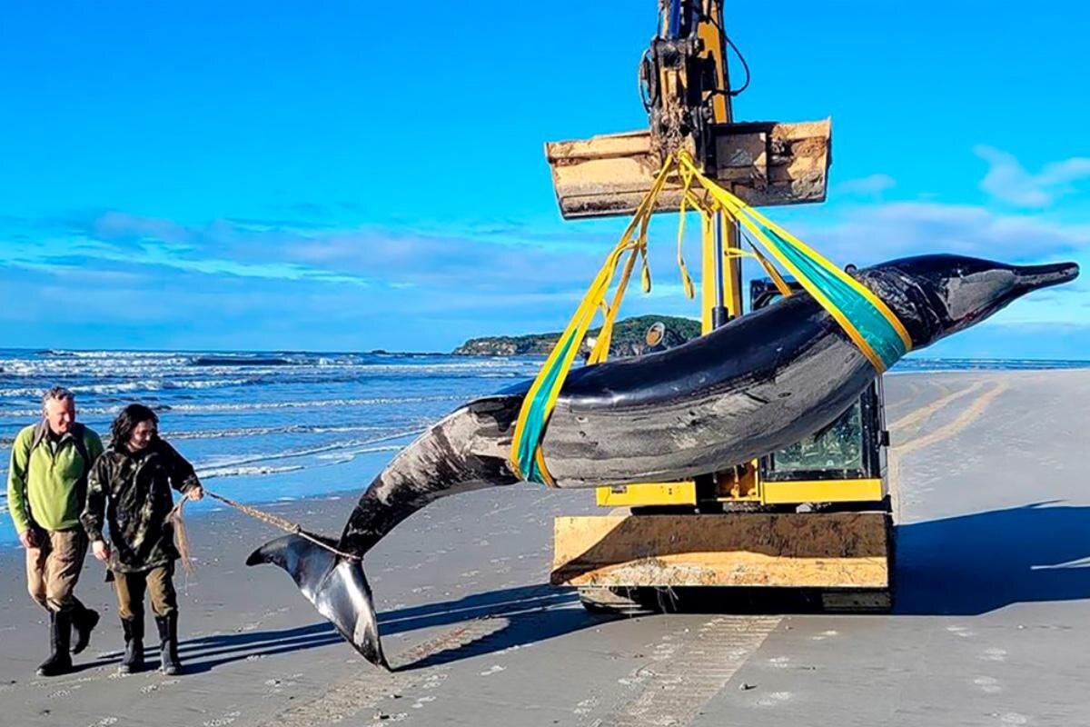 docgovtnz / Facebook (входит в корпорацию Meta, признана экстремистской и запрещена в России)📷В июле на берег Новой Зеландии выбросило тушу самого редкого вида китов — южноамериканского ремнезуба. С 1800-х годов зафиксировали только семь особей этого вида.