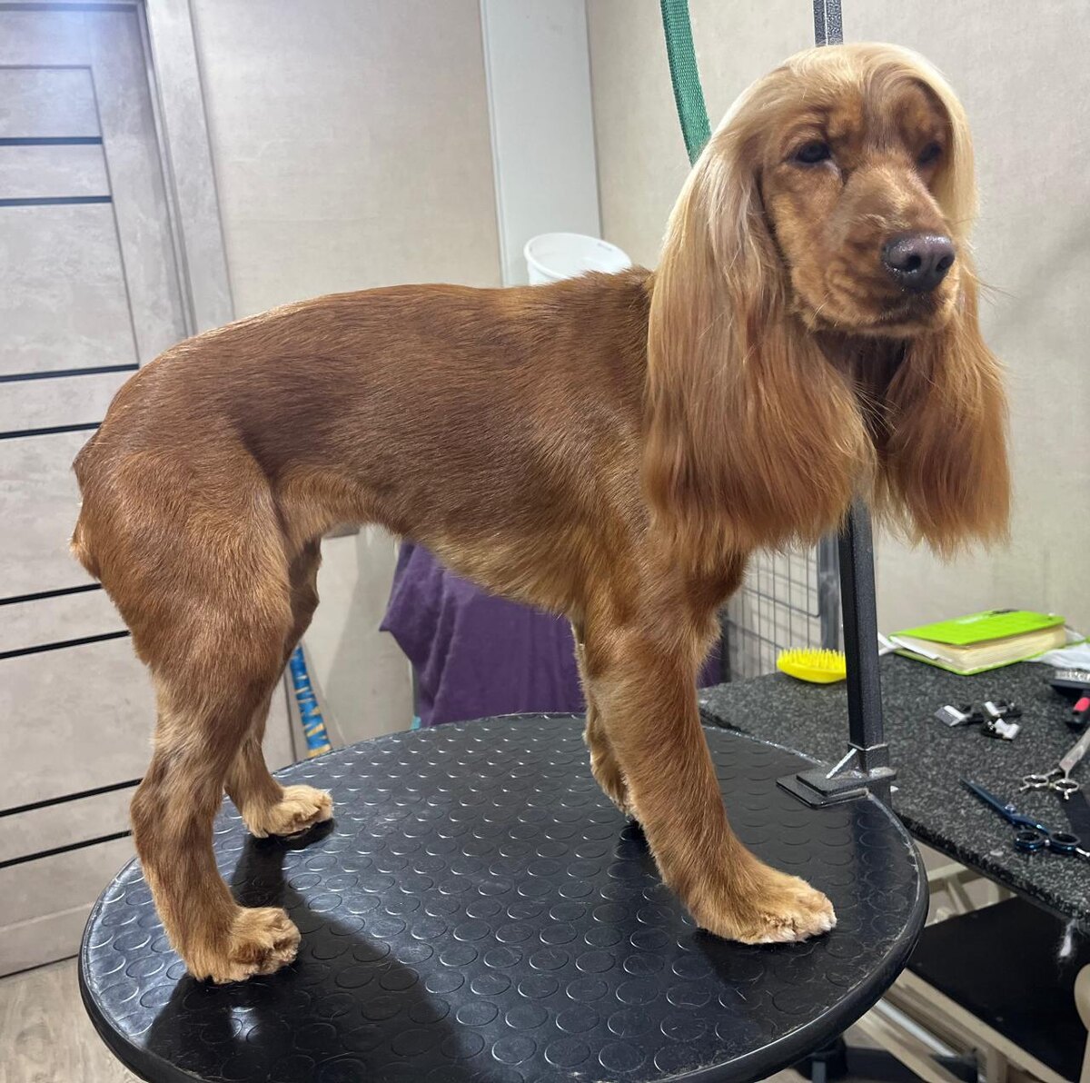 Фото из архива наших питомцев. Марфа в парикмахерской.