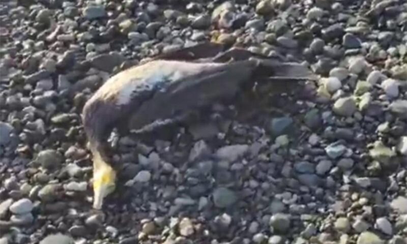    Скриншот видео t.me/sochigeograf