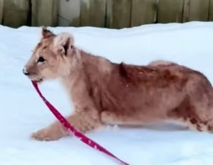    Львенок на прогулке. Фото: t.me/lions_moscow