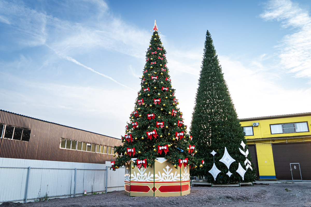 Ствольная и каркасная ели